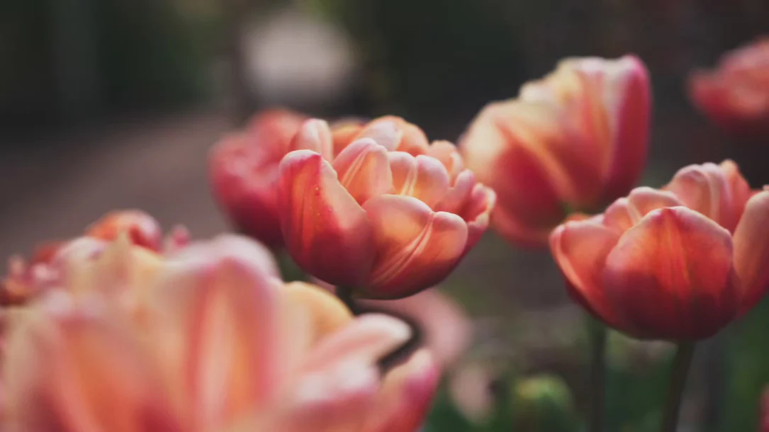 Breng je tuin tot leven
