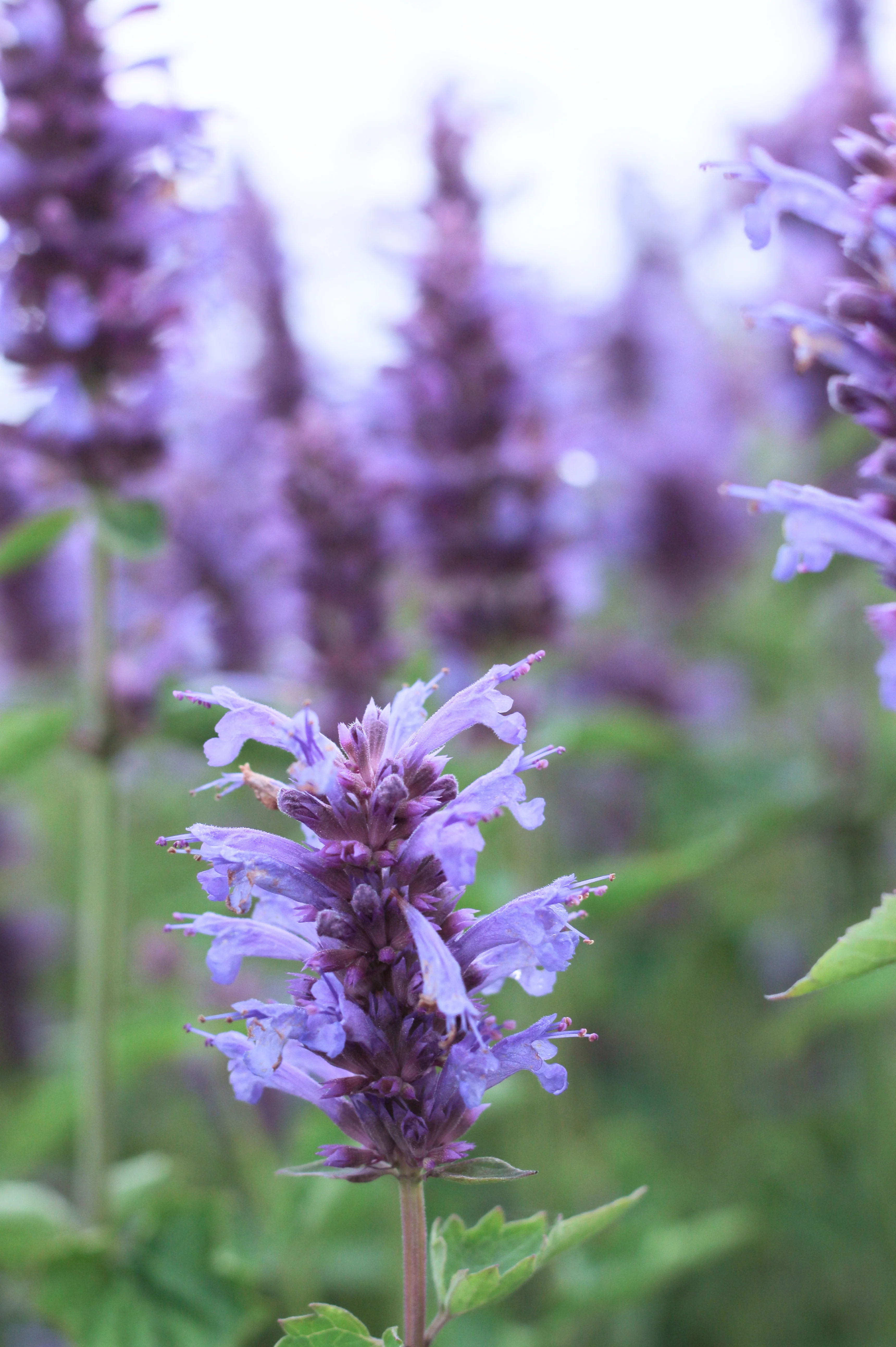 Agastache 'Blue Boa'