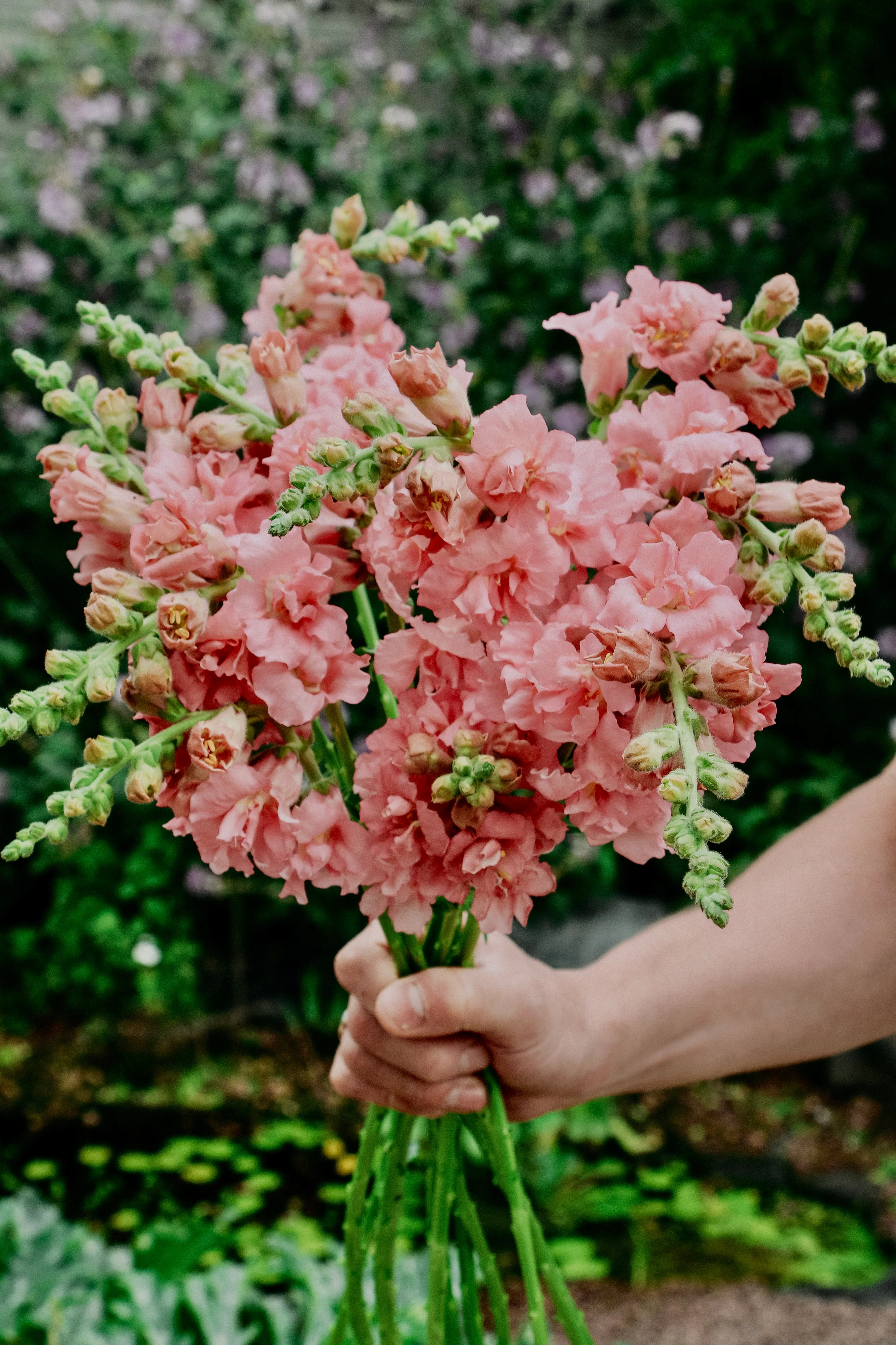 Antirrhinum majus 'madame butterfly Pink'