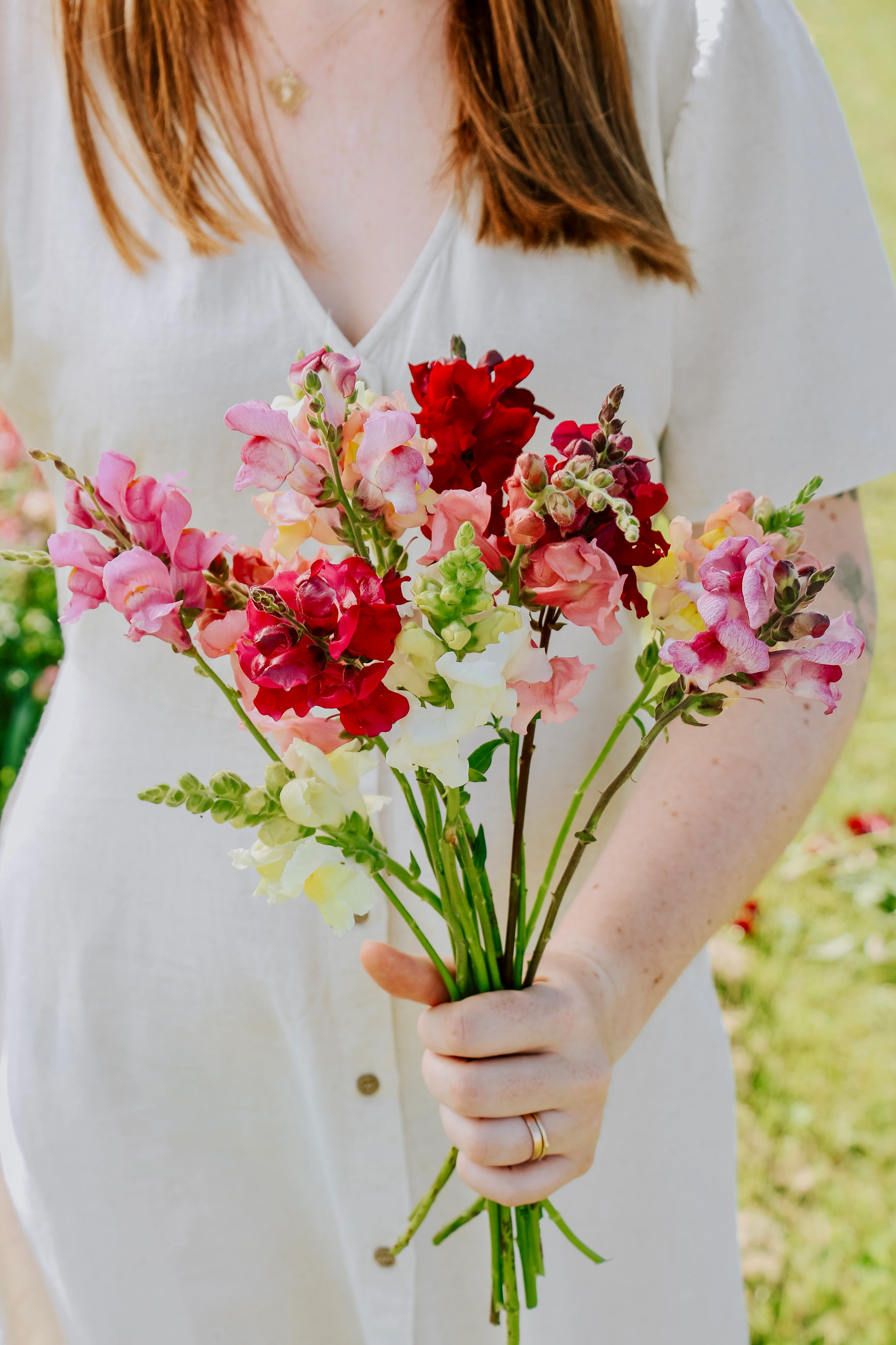 Antirrhinum majus 'Mix'