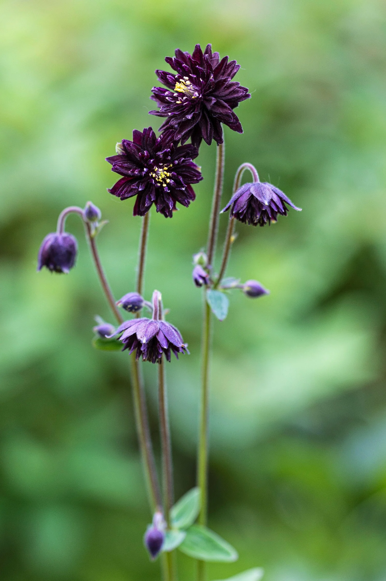 Aquilegia vulgaris 'Black Barlow'