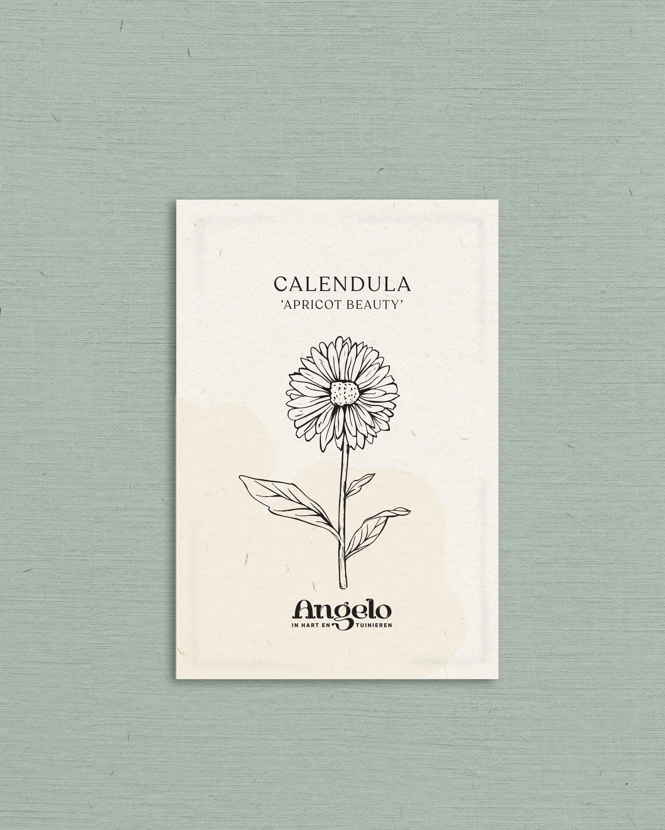 Calendula officinalis 'Apricot Beauty' - Image 2