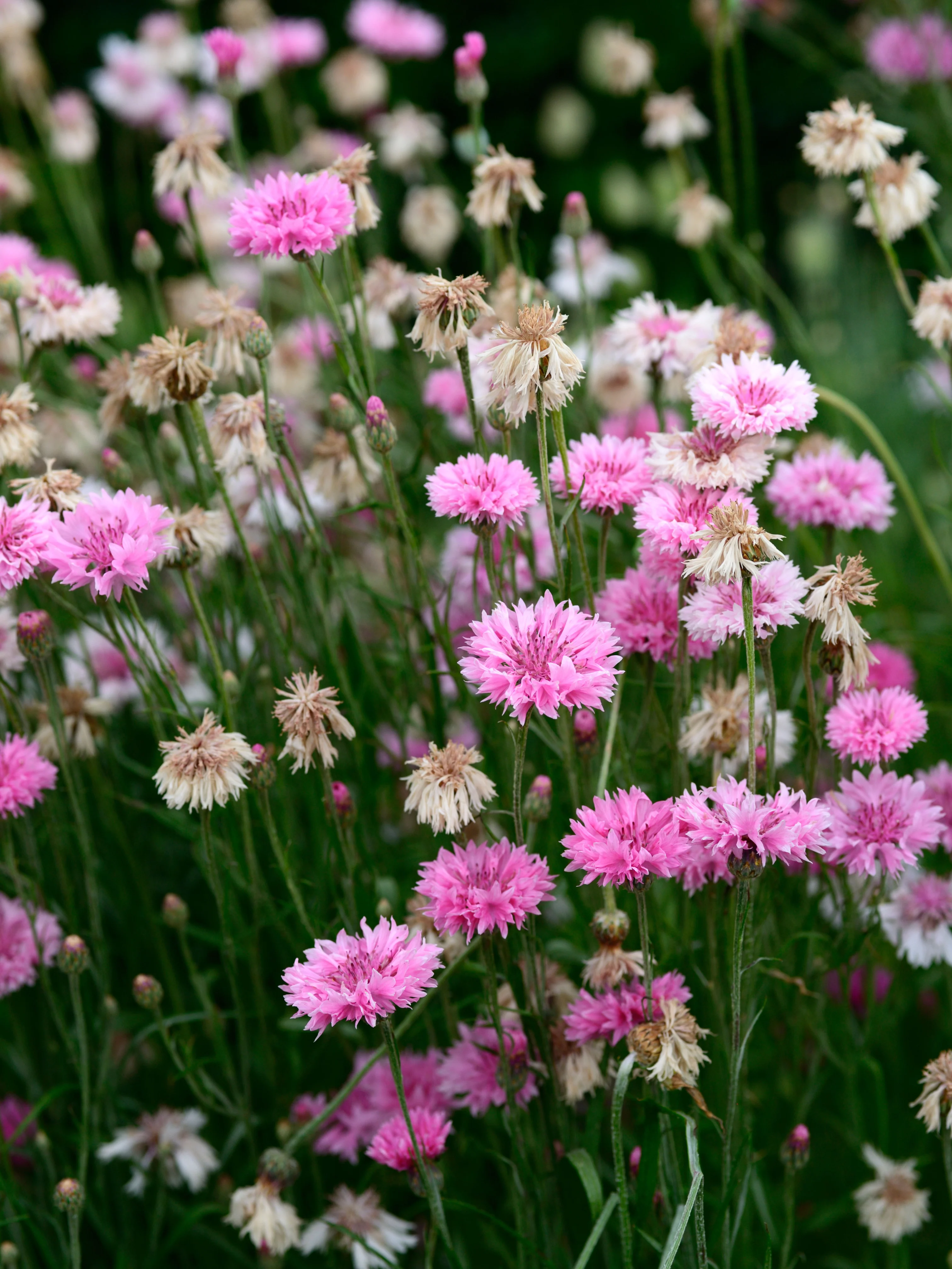 Centaurea cyanus 'Ball Pink'