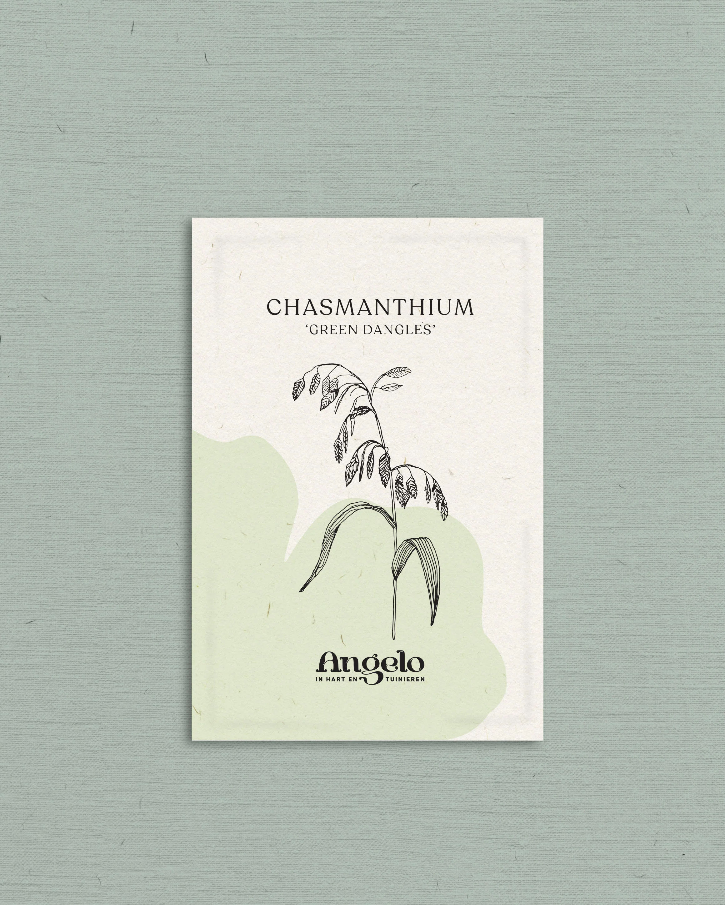 Chasmanthium latifolium 'Green Dangles' - Image 2