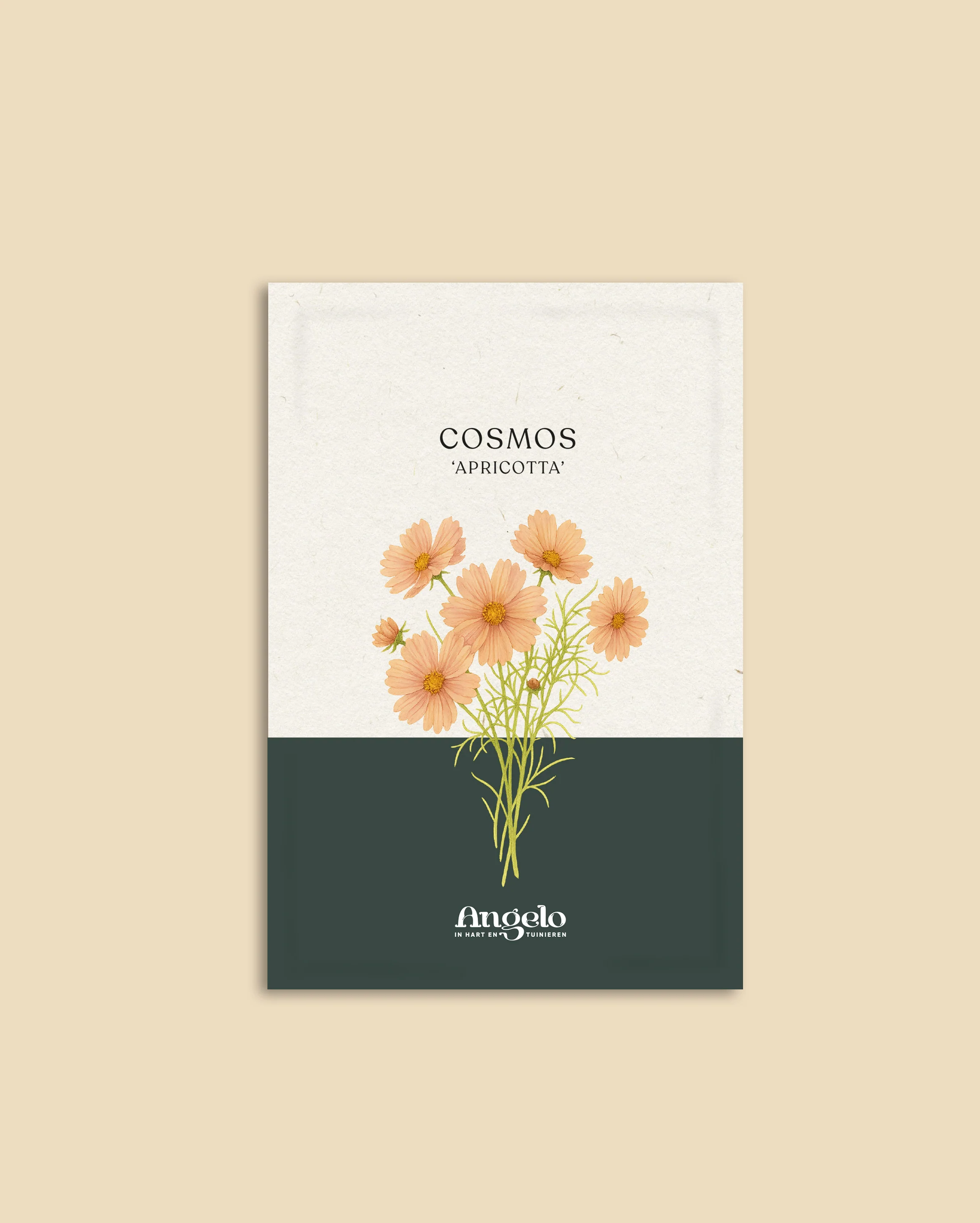 Cosmos bipinnatus 'Apricotta' - Image 2