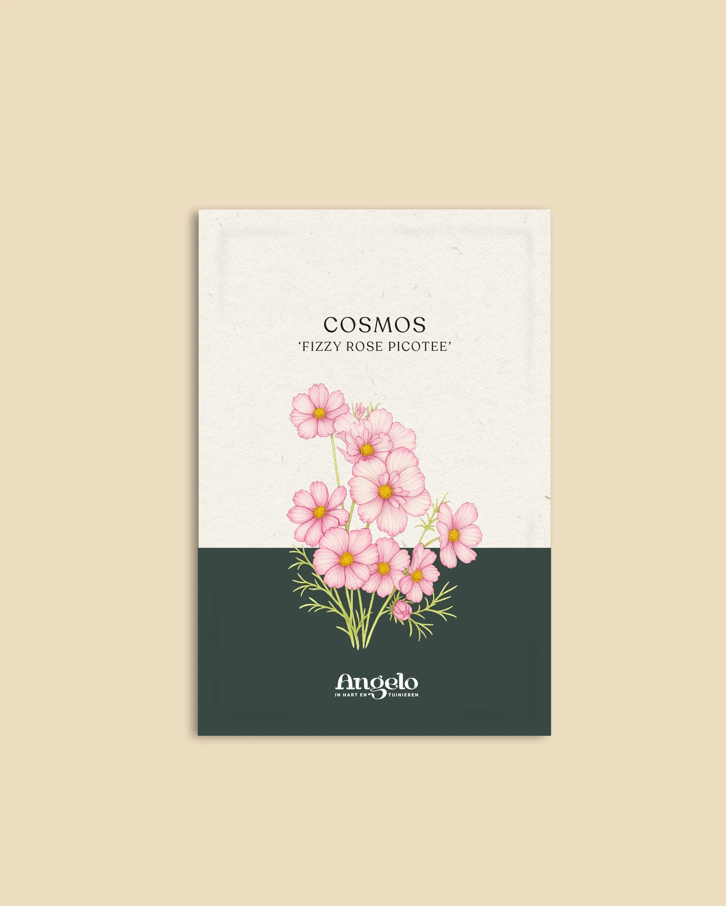 Cosmos bipinnatus 'Fizzy Rose Picotee' - Image 2