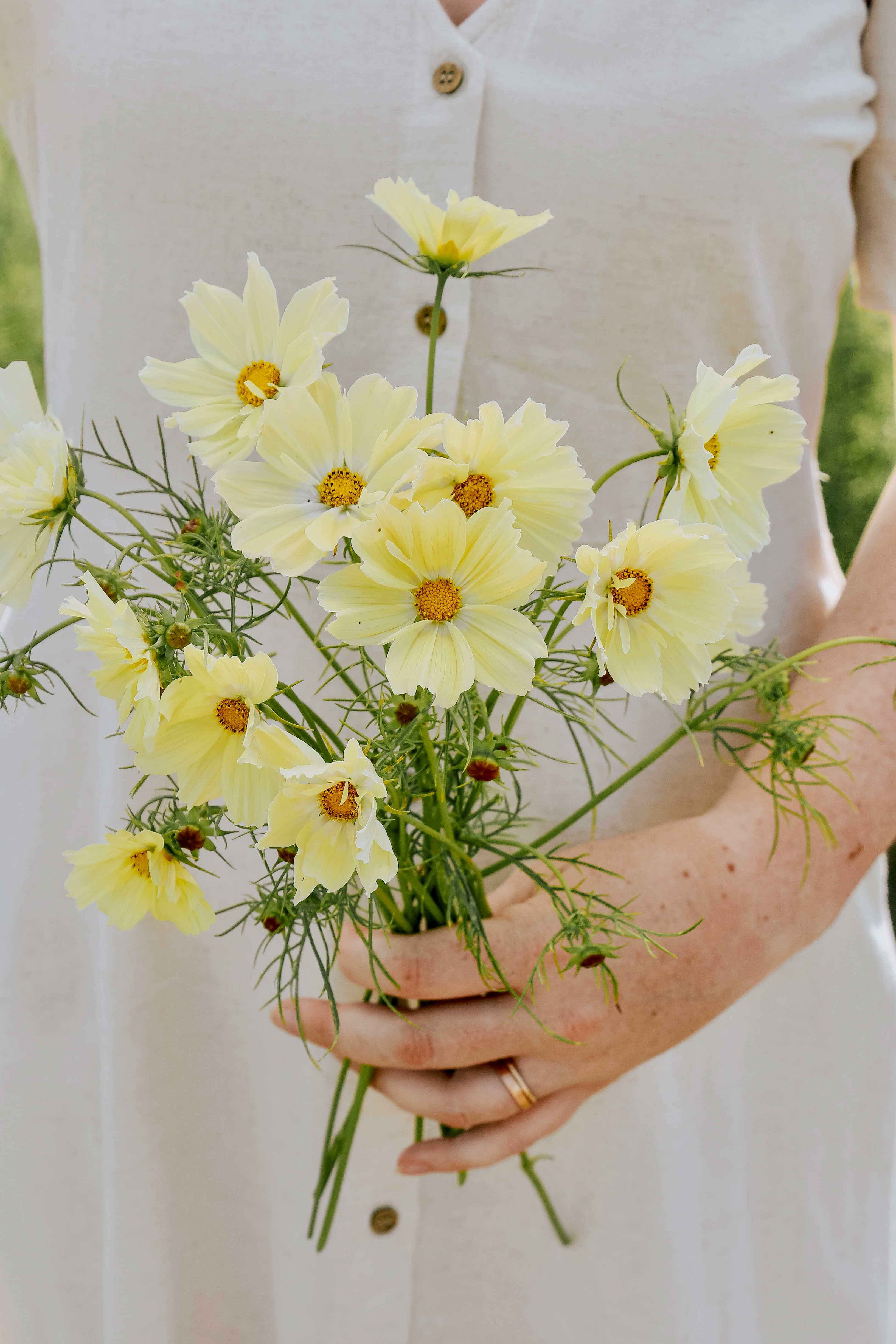 Cosmos bipinnatus 'Xanthos'