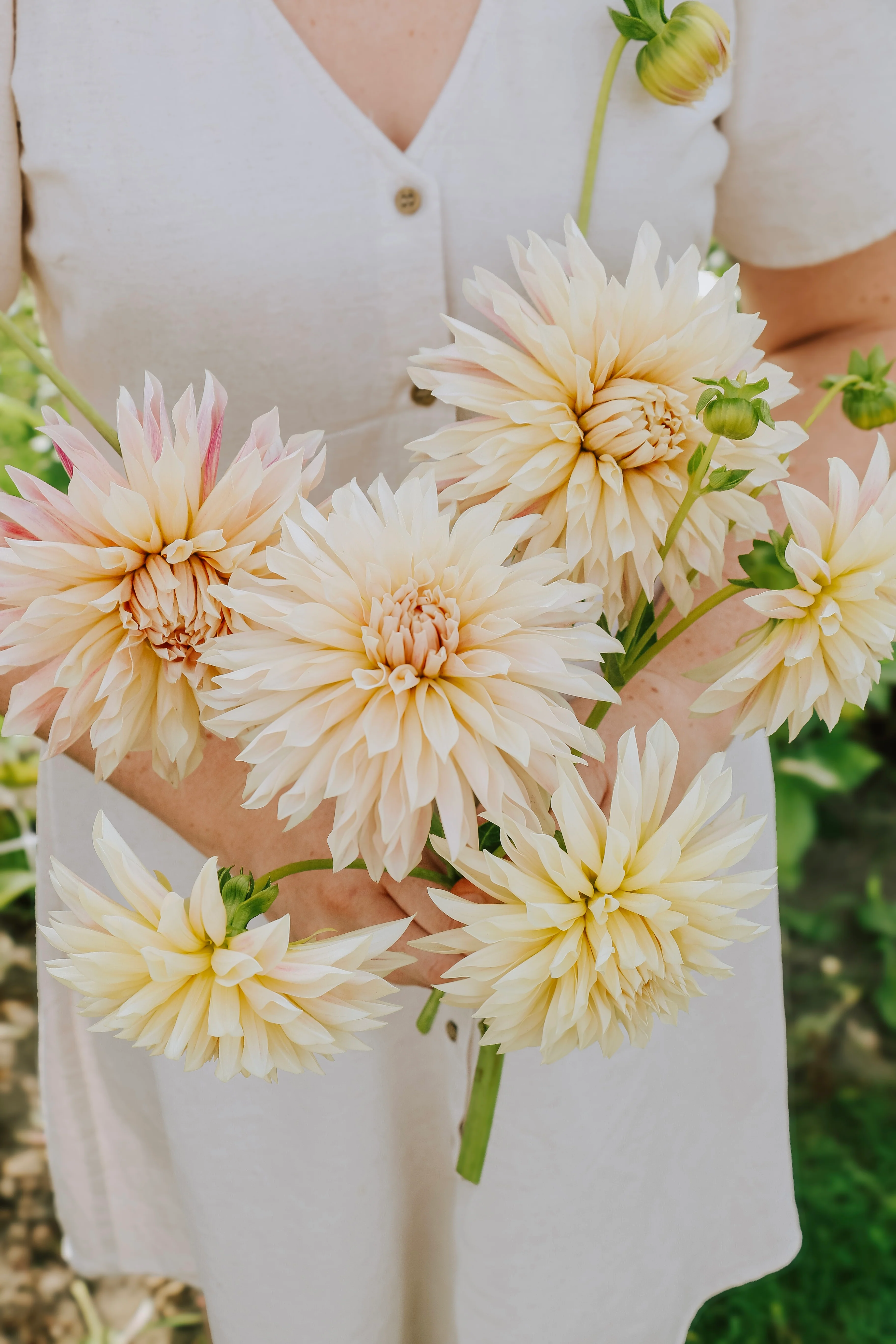 Dahlia 'Café de Paris'
