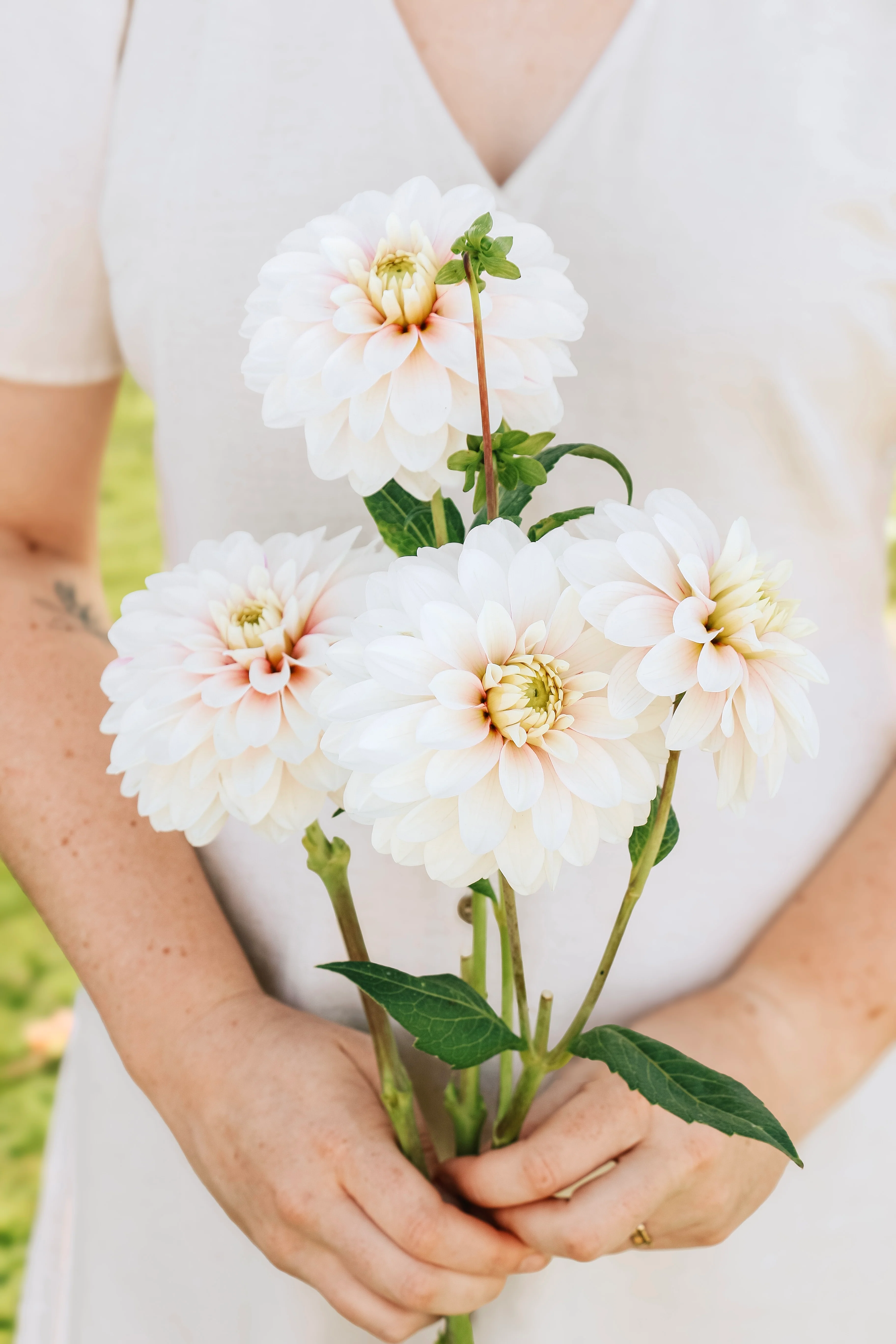 Dahlia 'Christo'