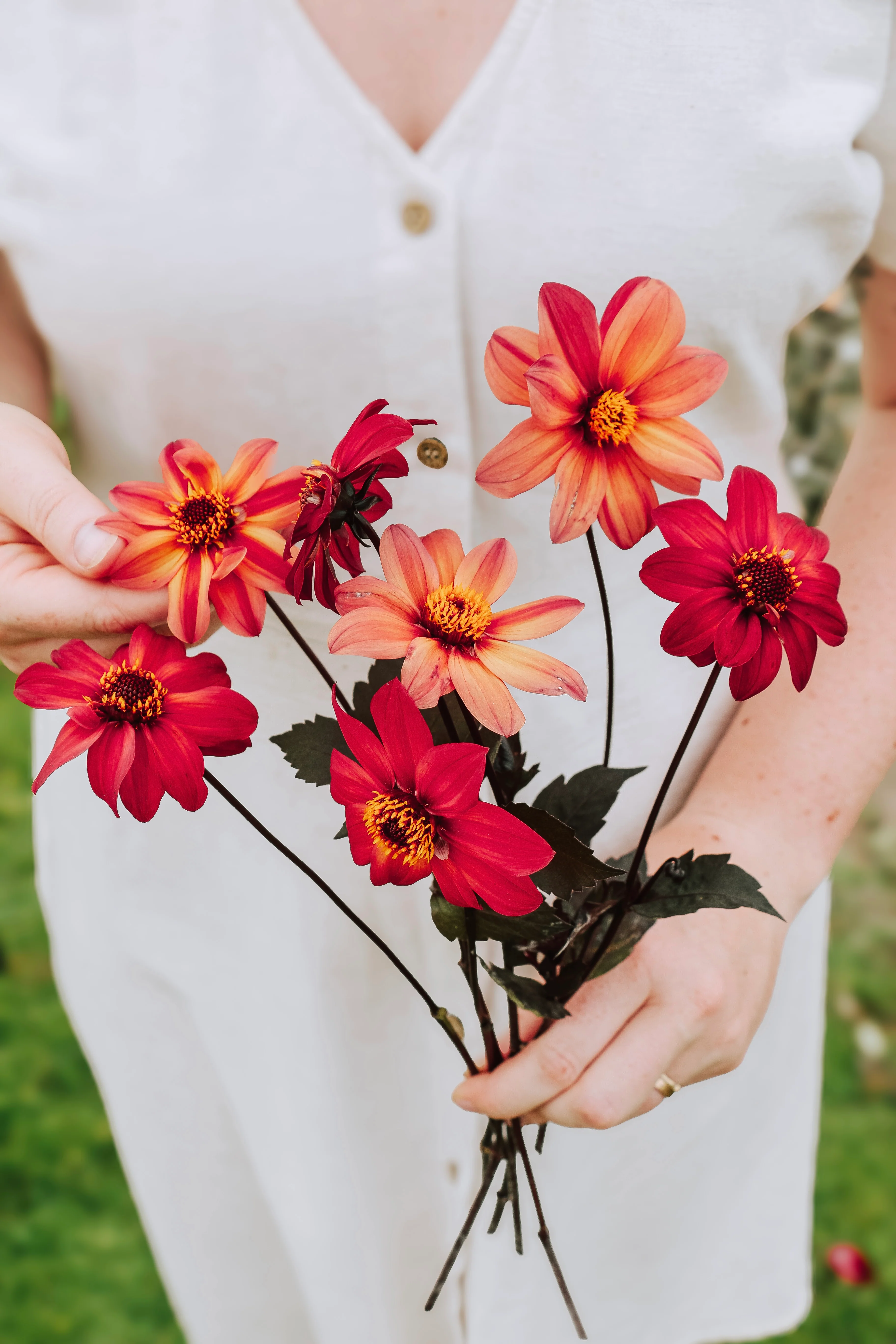 Dahlia 'Schippers Bronze'