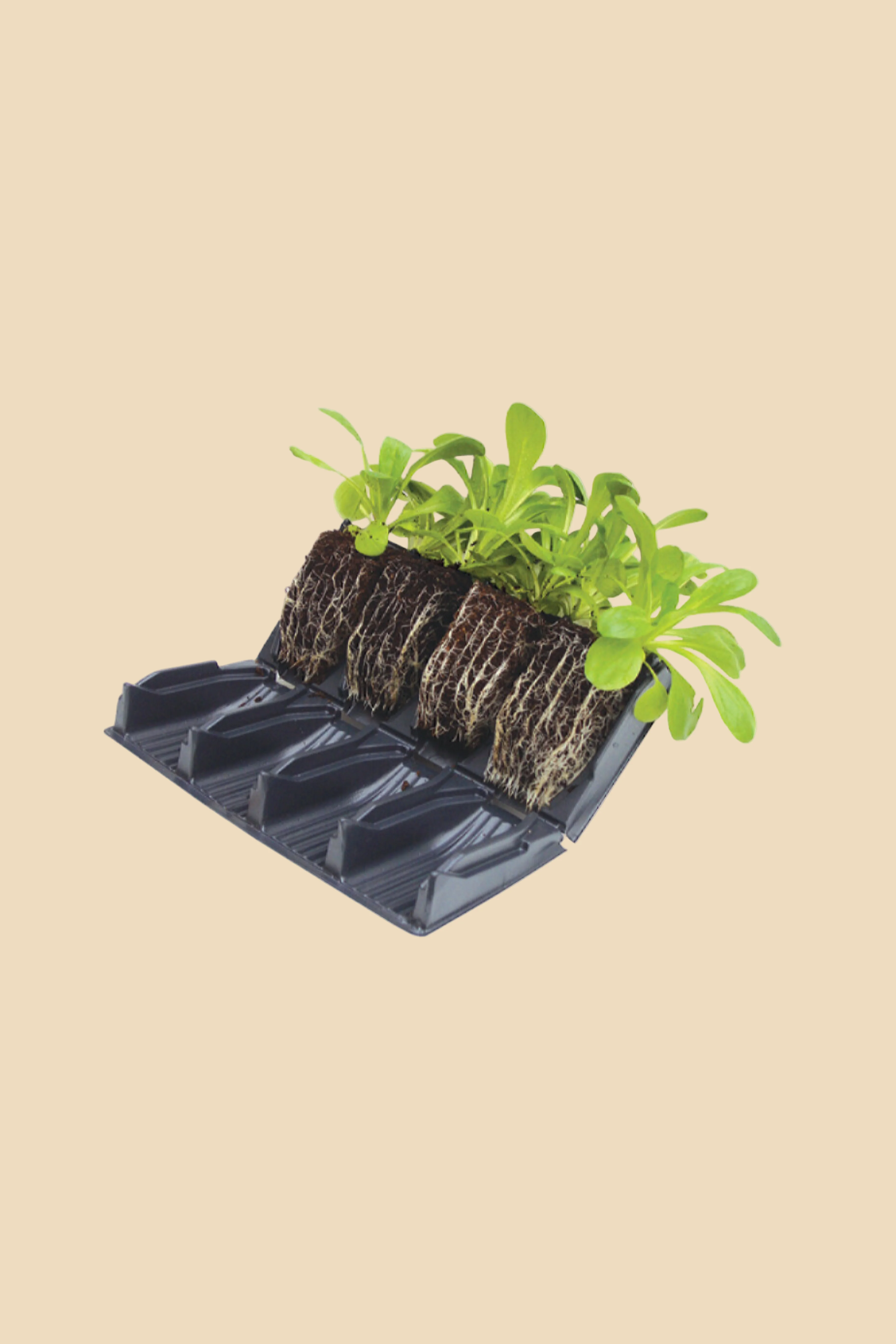 Deep root zaaitray