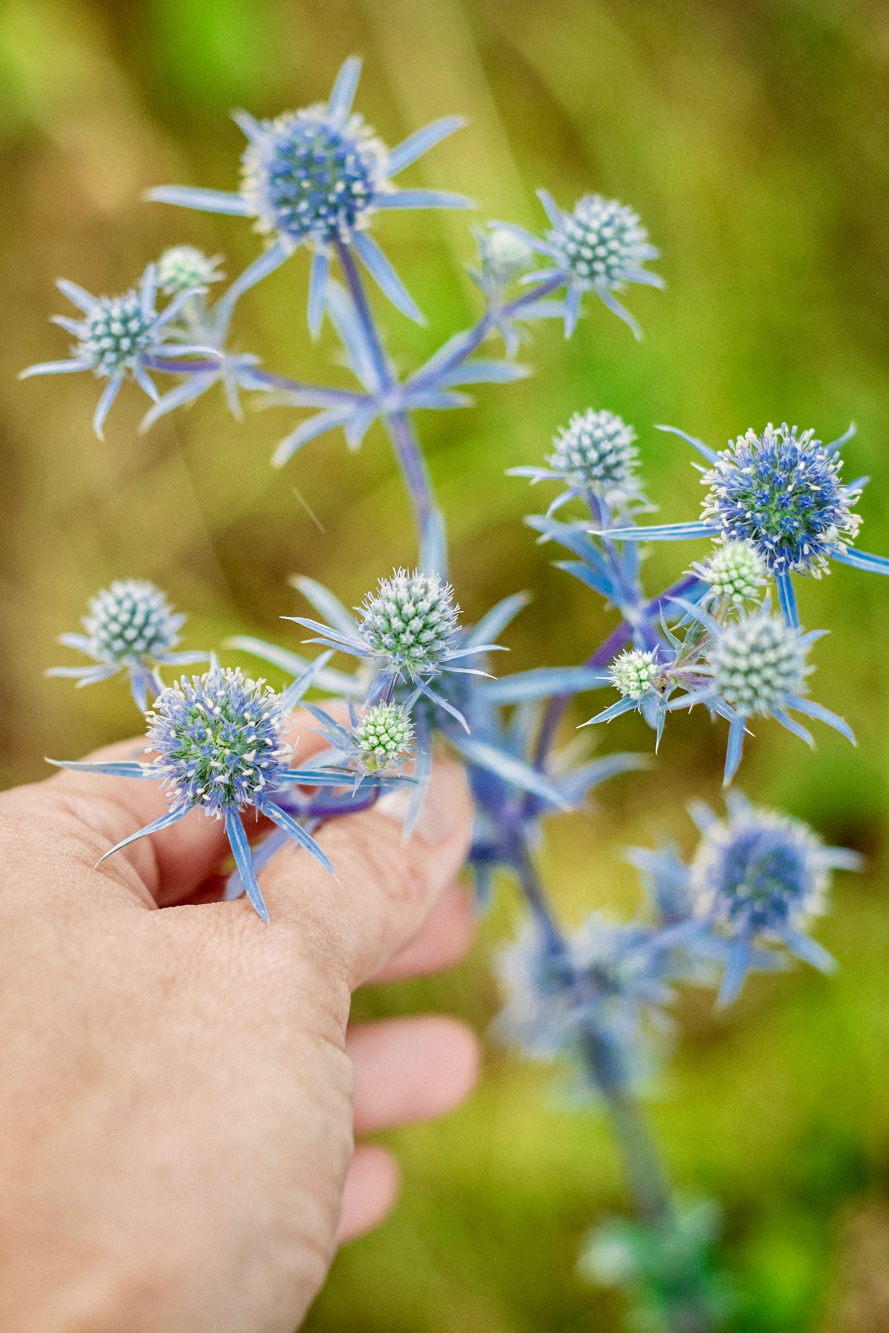 Eryngium planum