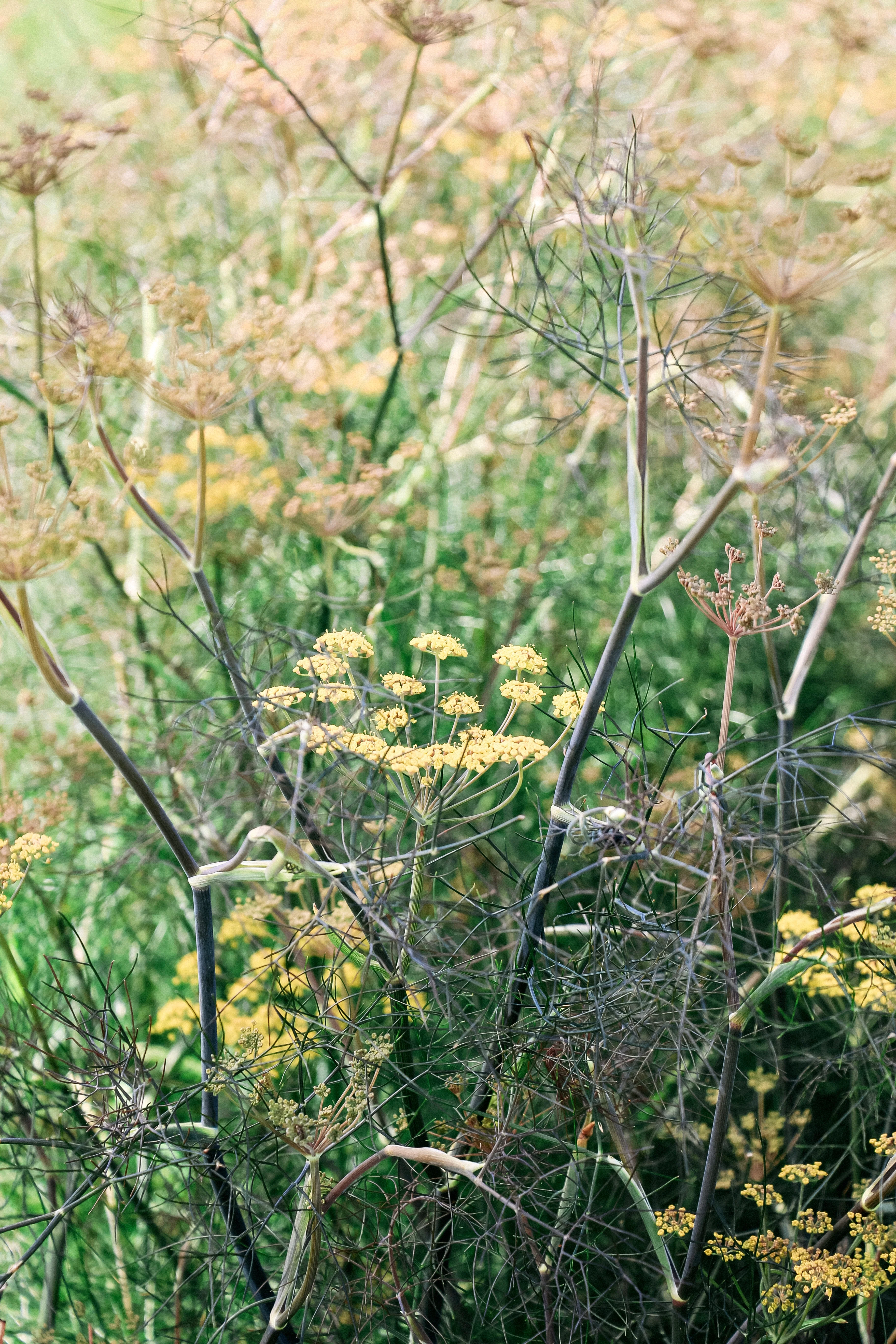 Foeniculum vulgare 'Smokey'