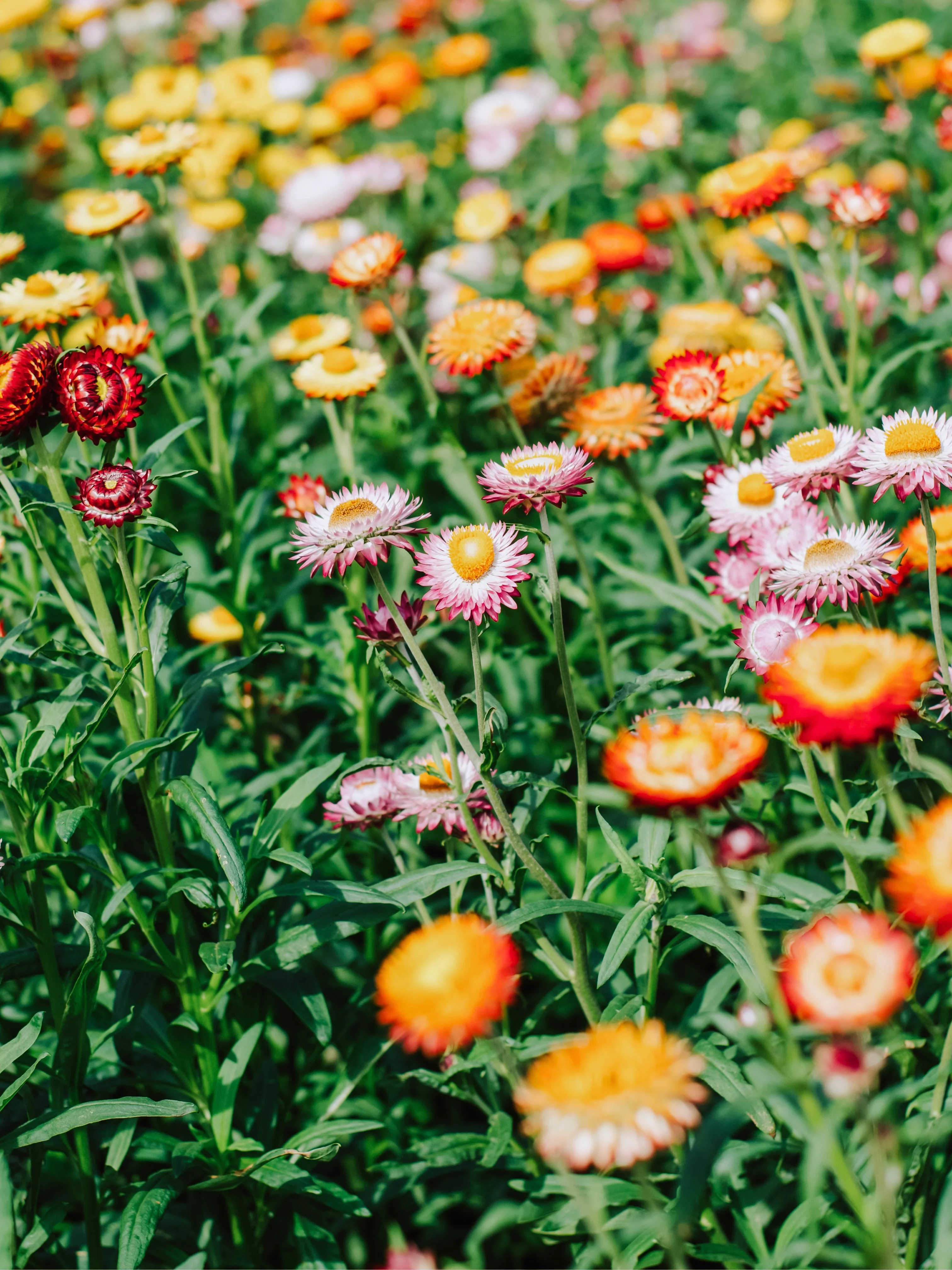 Helichrysum bracteatum 'Mix'
