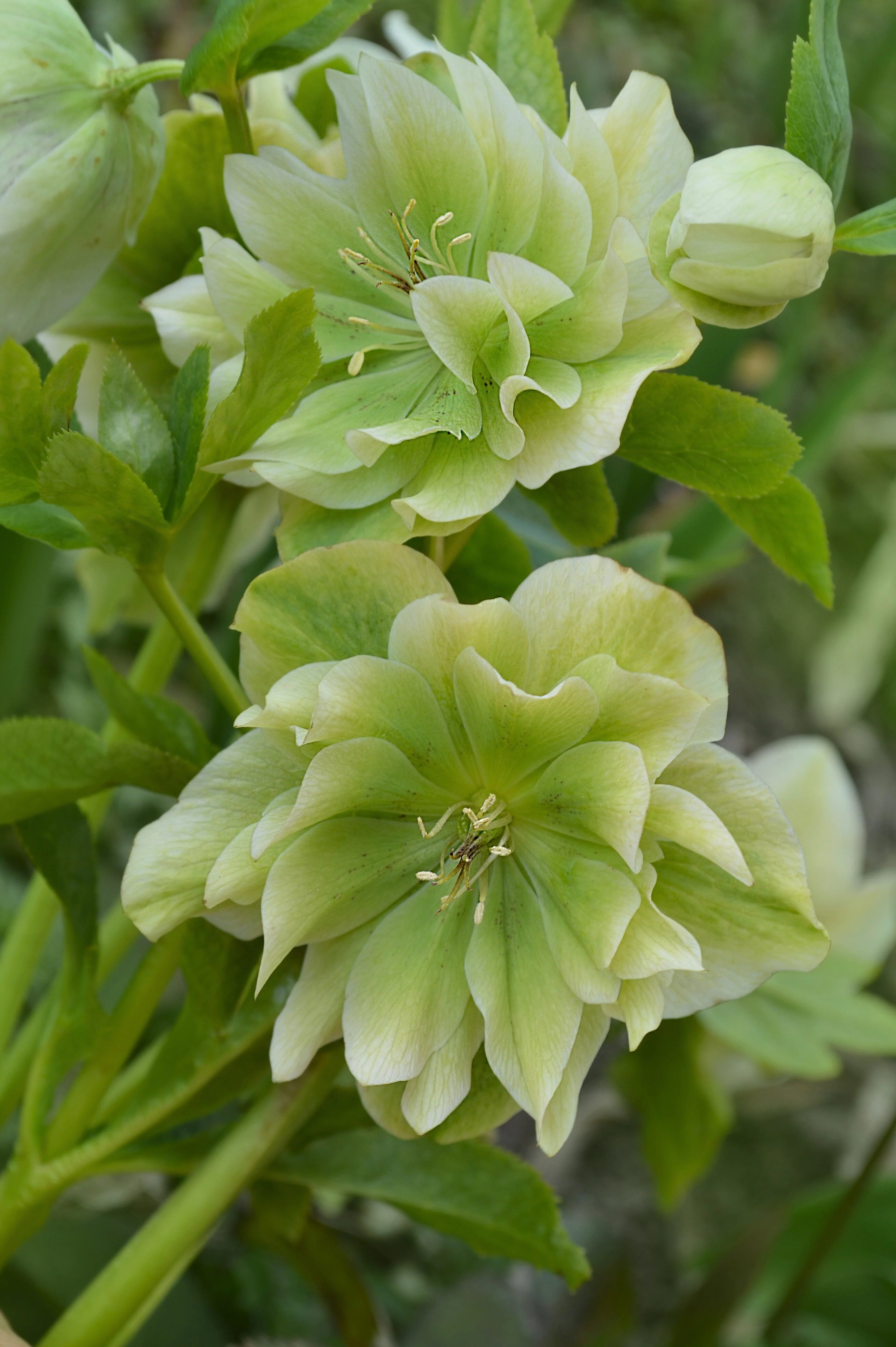 Helleborus orientalis 'Double Ellen Green'