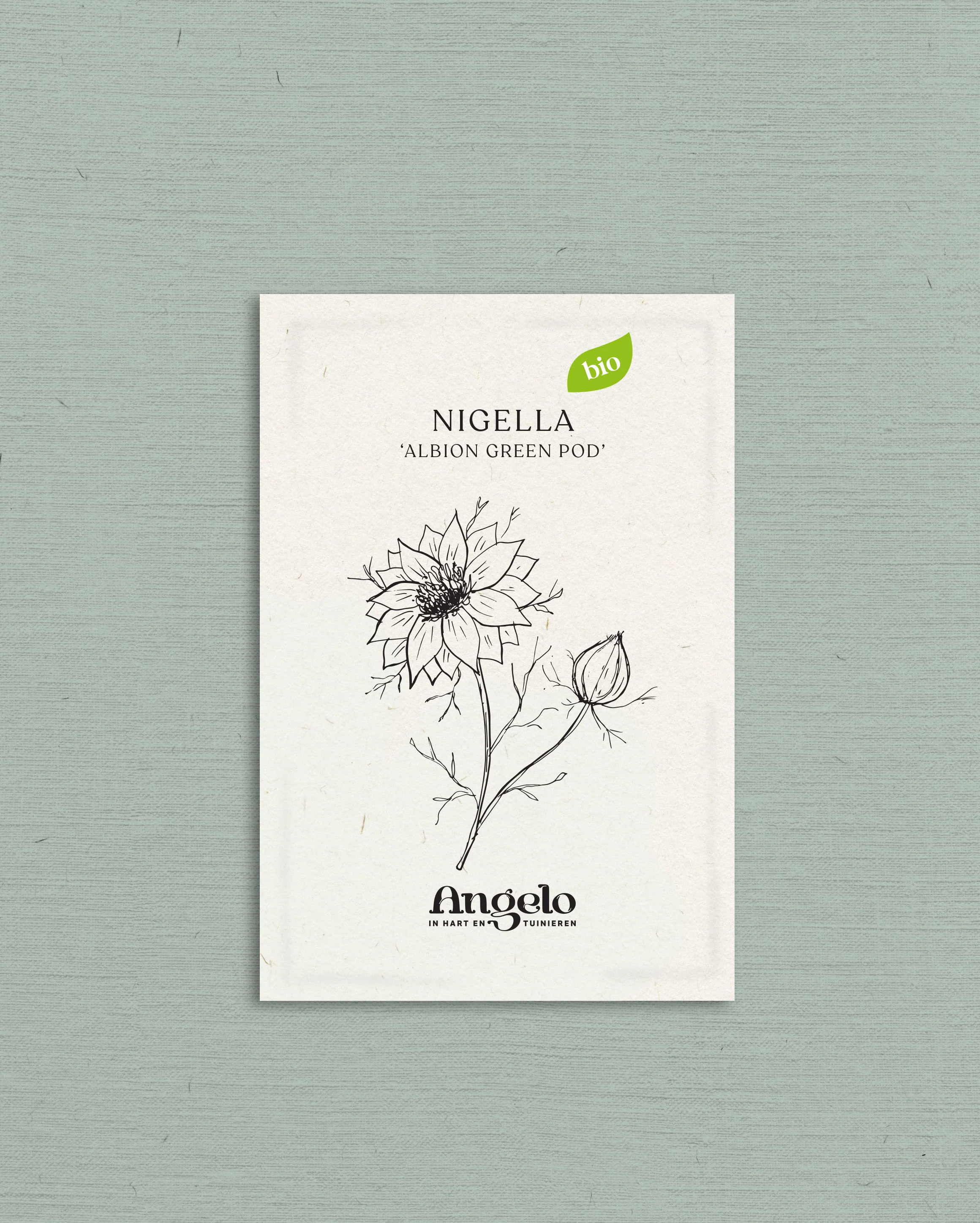 Nigella damascena 'Albion Green Pod' - Image 2