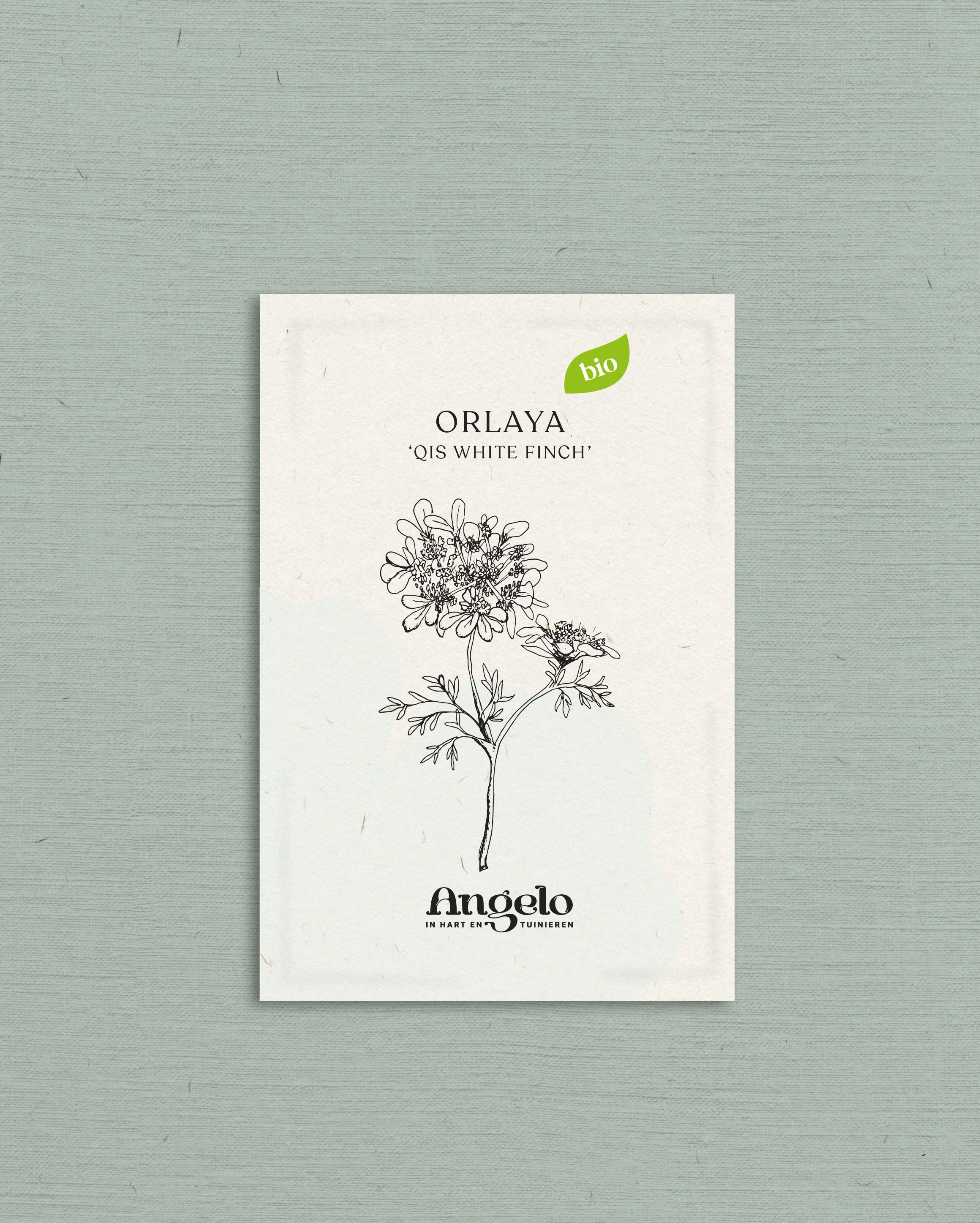 Orlaya grandiflora 'Qis White Finch' - Image 2