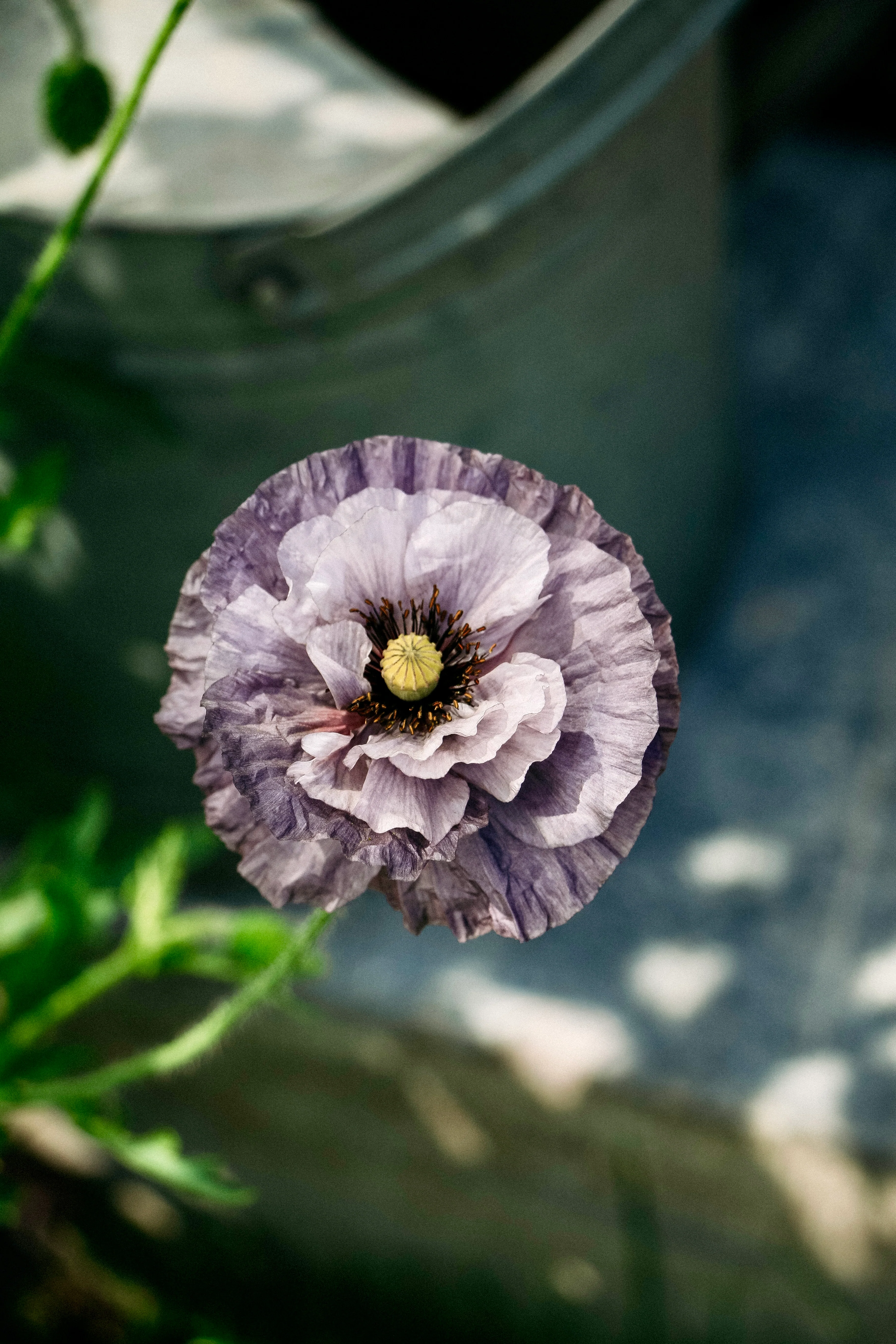 Papaver rhoeas 'Amazing Grey'