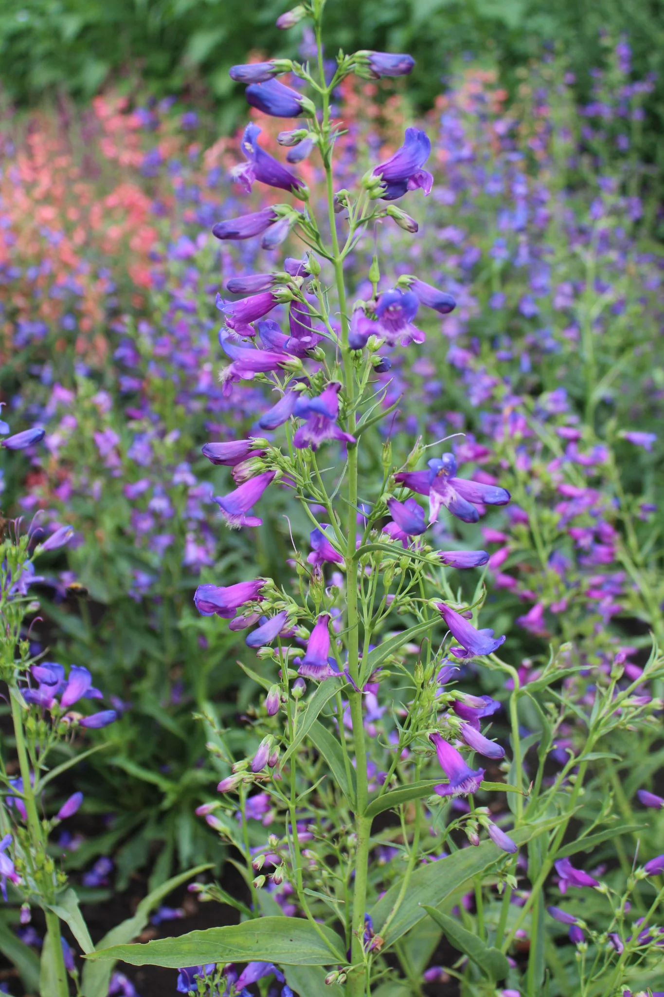 Penstemon barbatus 'Twizzle Blue'