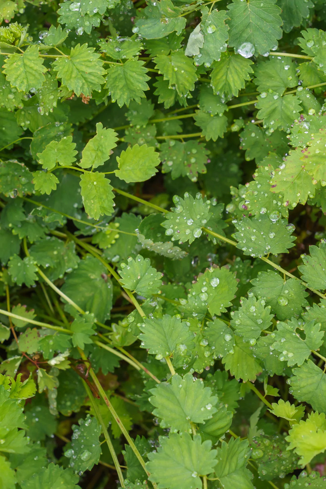 Pimpernel
