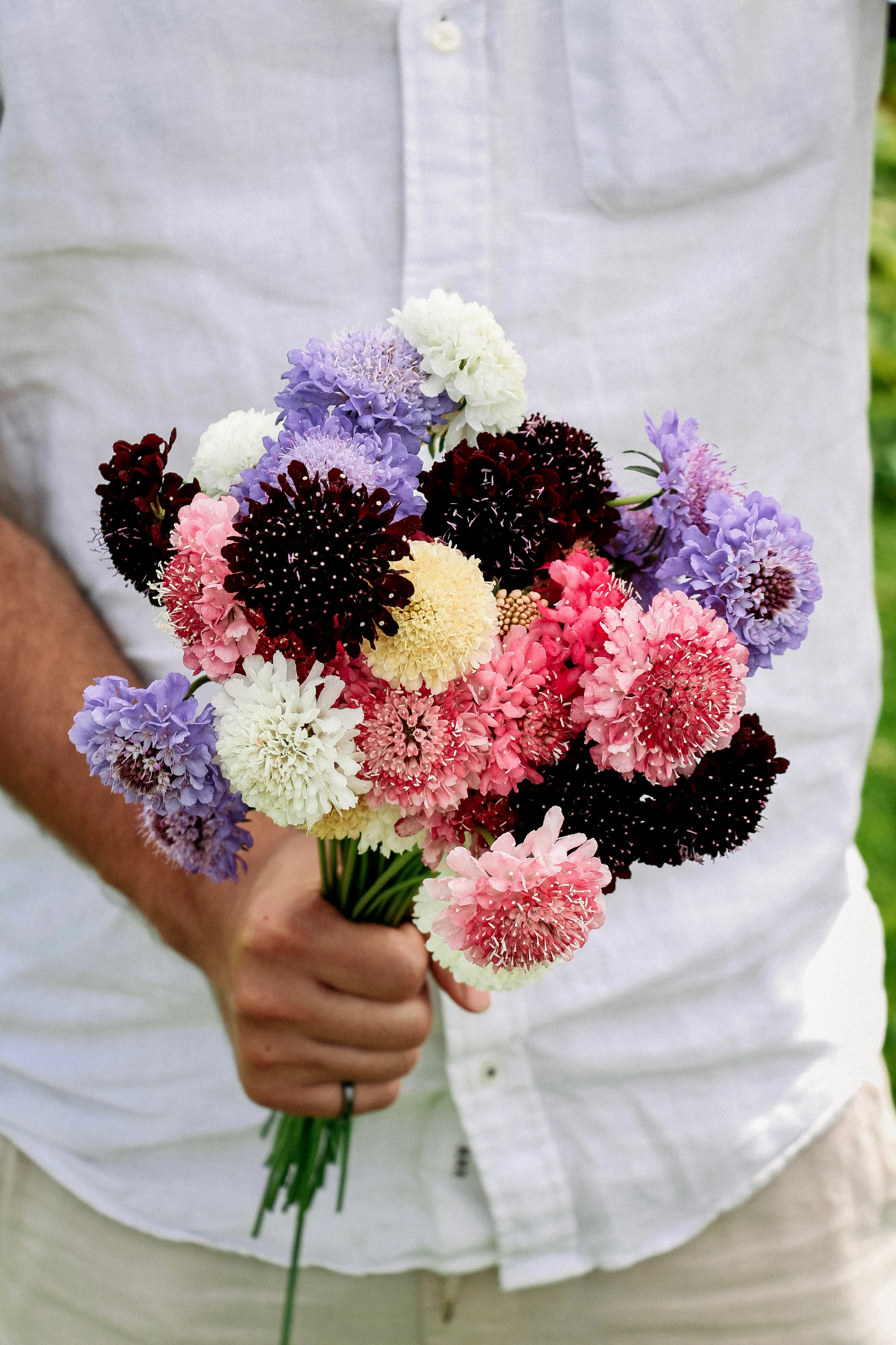 Scabiosa atropurpurea 'Mix'