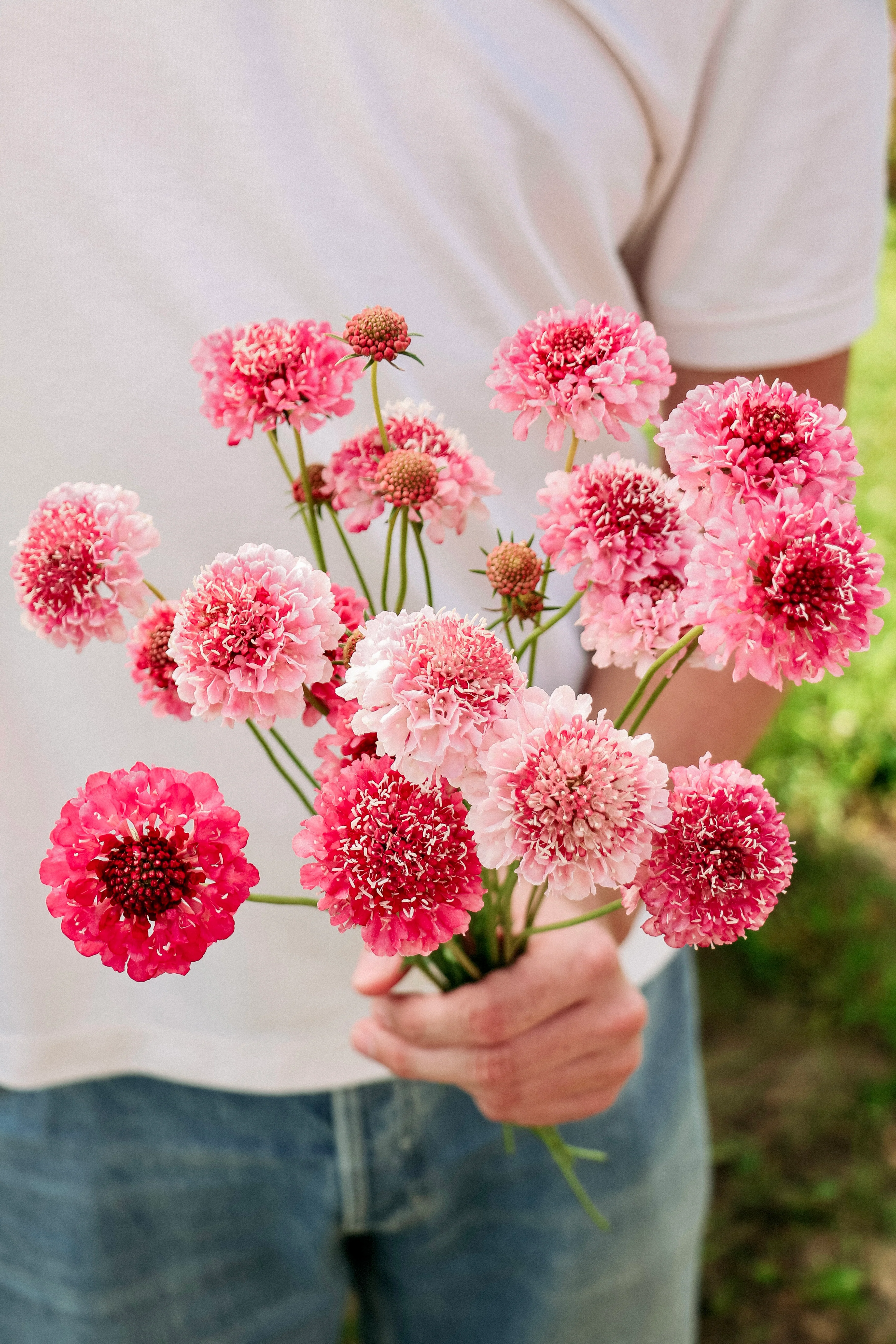 Scabiosa atropurpurea 'Salmon Queen'