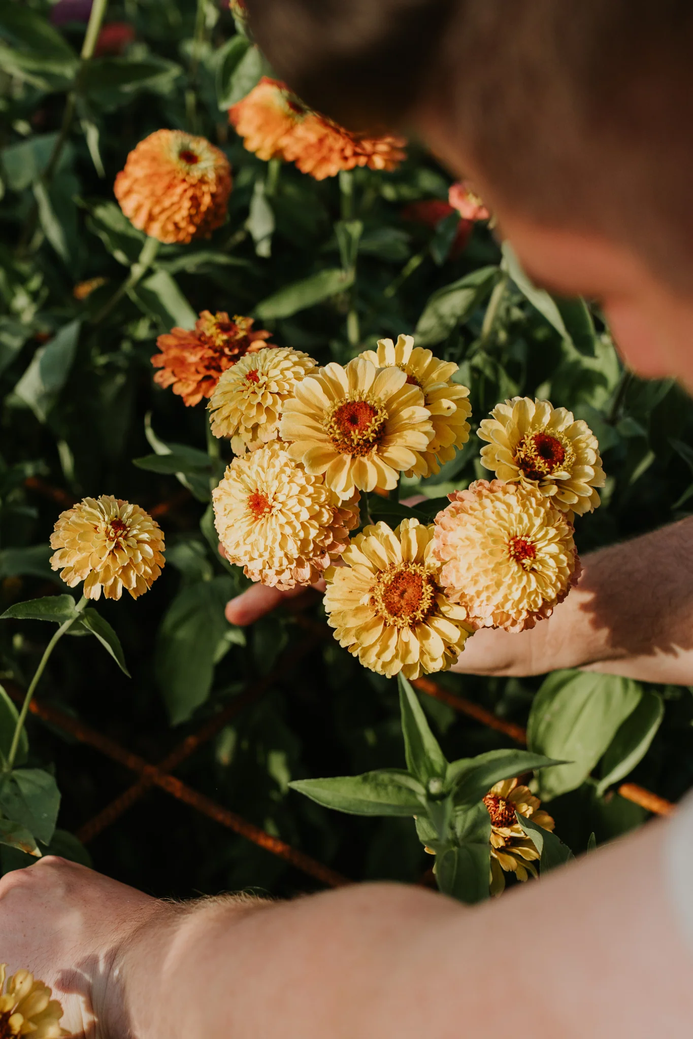 Zinnia elegans 'Lemon Peach'