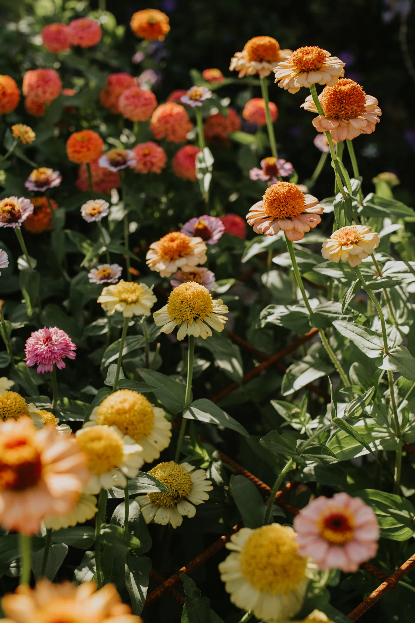 Zinnia elegans 'Zinderella Pastels'